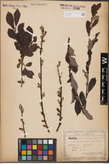 Salix aurita L. x Salix silesiaca Willd.
